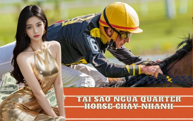 Tại Sao Ngựa Quarter Horse Chạy Nhanh
